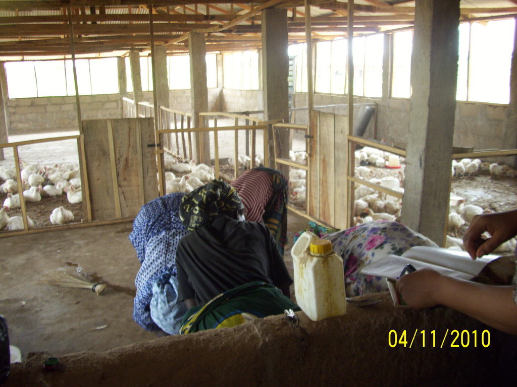 Help Women in Nigeria Become Poultry Farmers