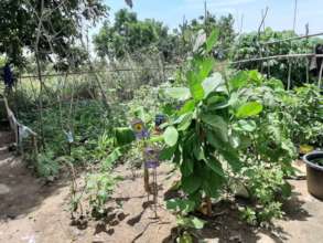 A  small garden in a slum community