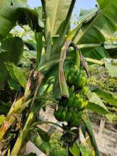Growing bananas!