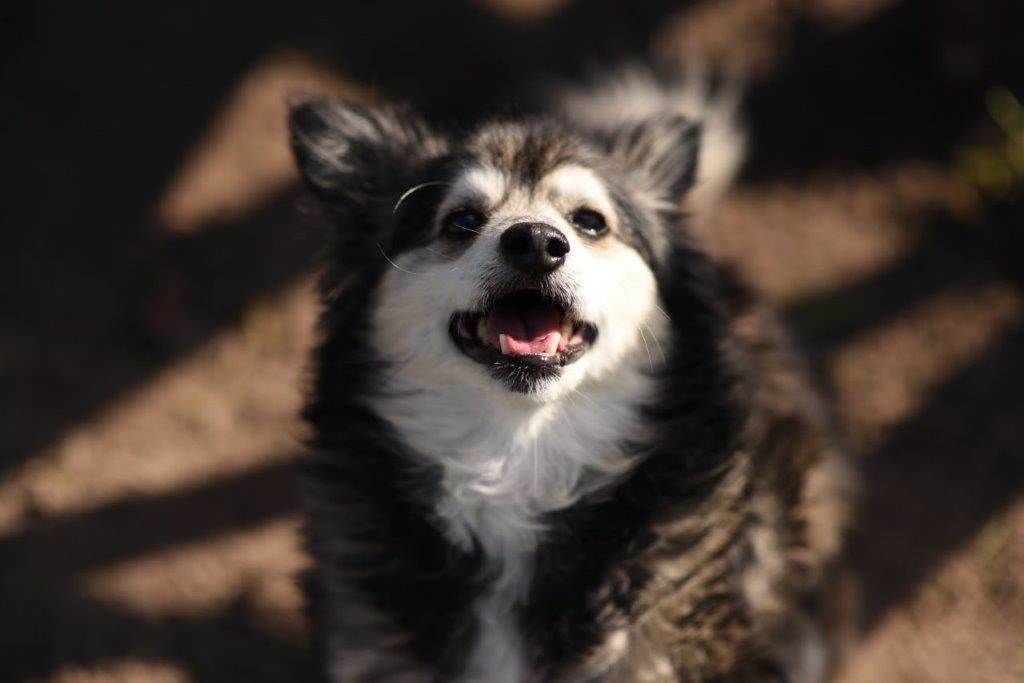 Spirit of Mandela Day saves animals in Cape Town