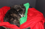 Spirit of Mandela Day saves animals in Cape Town