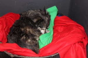 Spirit of Mandela Day saves animals in Cape Town