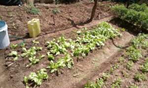 The youth garden