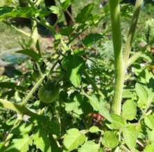 Student Tomatoes