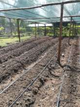 Drip irrigation