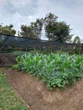 Preparing gardens for demonstration