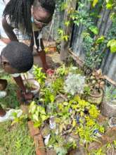 Tree/Flower nursery