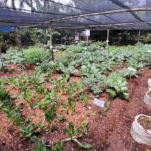 Children's farming