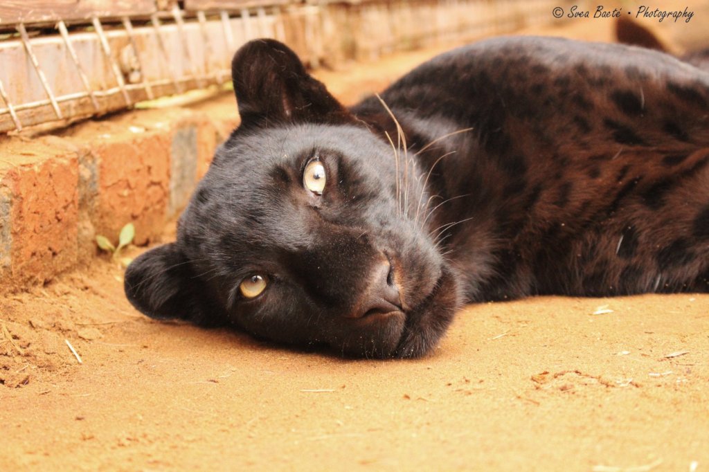 Help Cheetah Experience to keep Gemini forever!