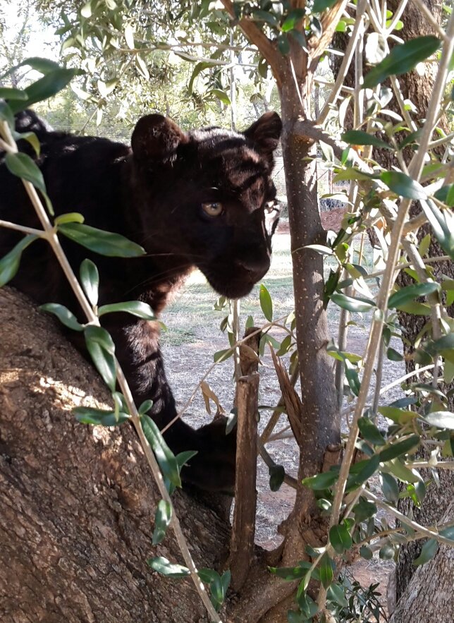 Help Cheetah Experience to keep Gemini forever! - GlobalGiving