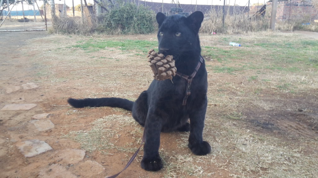 Help Cheetah Experience to keep Gemini forever! - GlobalGiving