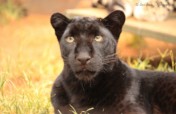 Help Cheetah Experience to keep Gemini forever!