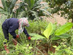 Cash crop farming