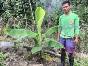 Intercropping with banana