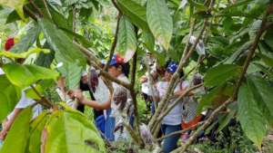 improving coconut farms