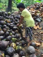 De-husking coconuts