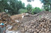 Coconut-based Women Entrepreneurship Initiative