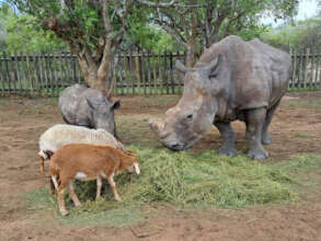 Esme, Thaba, Mielie & Vlooi (front) munching