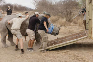 Blindfolded to calm them & guided onto the trailer