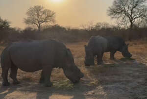 Lula, Khulula and their new friend Ubuntu