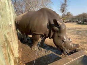 Enjoying a hose-down from one of the guides