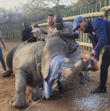 Removing Esme's horn