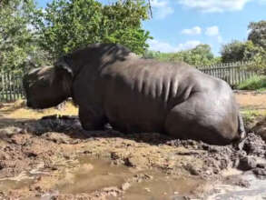 Esme enjoying a mud bath