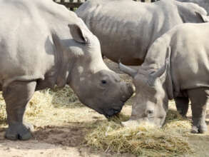 Esme sharing a pile of lucerne with little Eve