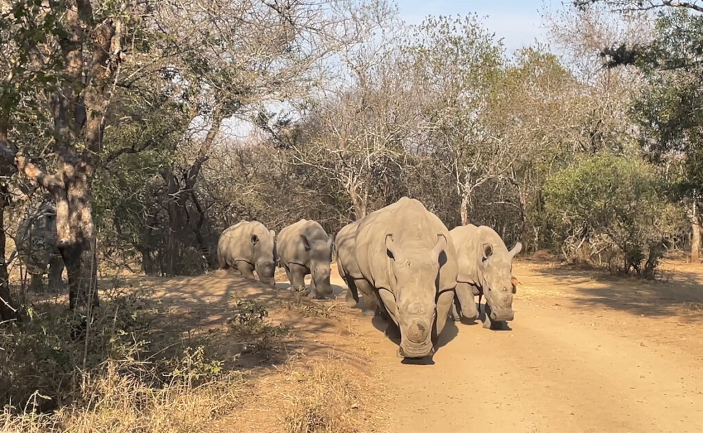Esme leads the crash back to the boma