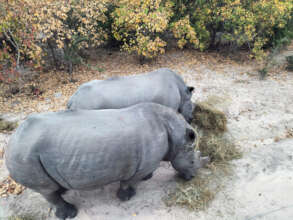 Lula and Khulula enjoying their extra feed