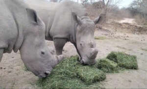 Lula and Khulula enjoying their feed