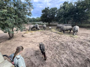 Peaceful grazing as curator Anya keeps watch