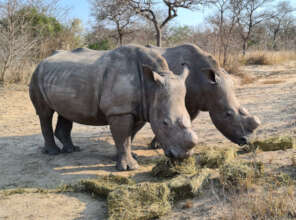 Lula and Khulula munching on lucerne