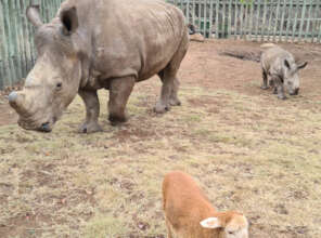 Little Thaba spending time with Esme