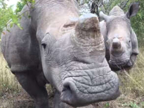 The wide lips of the white rhinos