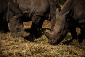 Rescued Rhinos @ HESC