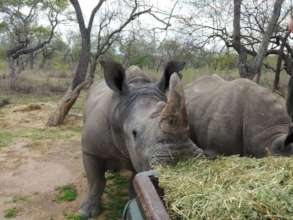 Rhino Balu at HESC