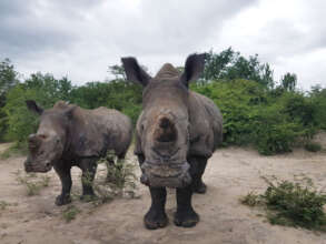 Lula and Khulula allowing a close-up