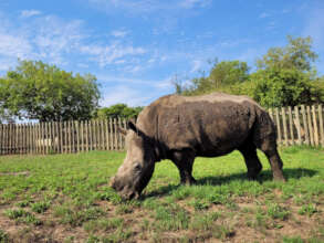 Esme grazing on the new sprouts of grass