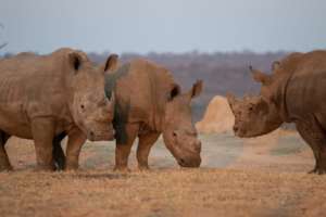 3 of the released rhinos doing well!