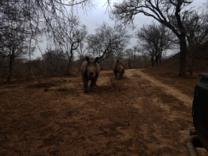 Stompie and Balu as they were released