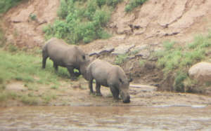 A recent photograph of Stompie and Balu: Oct 2020