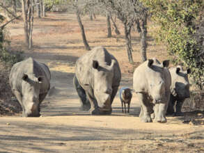 Walking back to the boma with Mielie and 3 calves