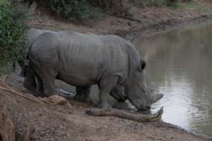 Gertjie and Matimba, after their release.