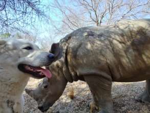 Esme and her friend, David, the Anatolian Shepherd