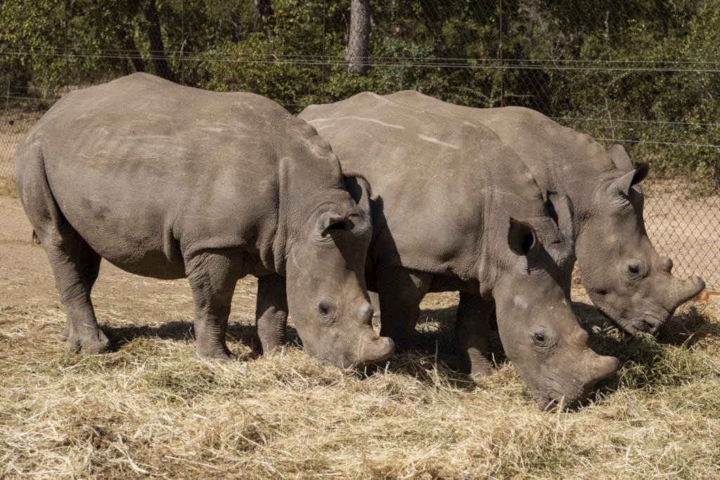 Nhlanhla, Olivia and Khulula