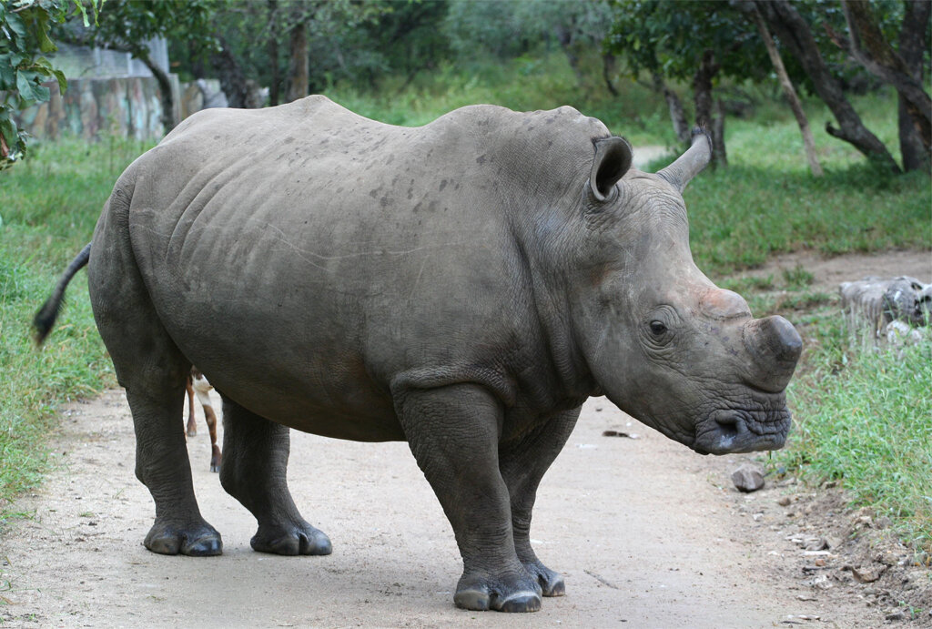 Big Rhinos Need Big Hearts Too