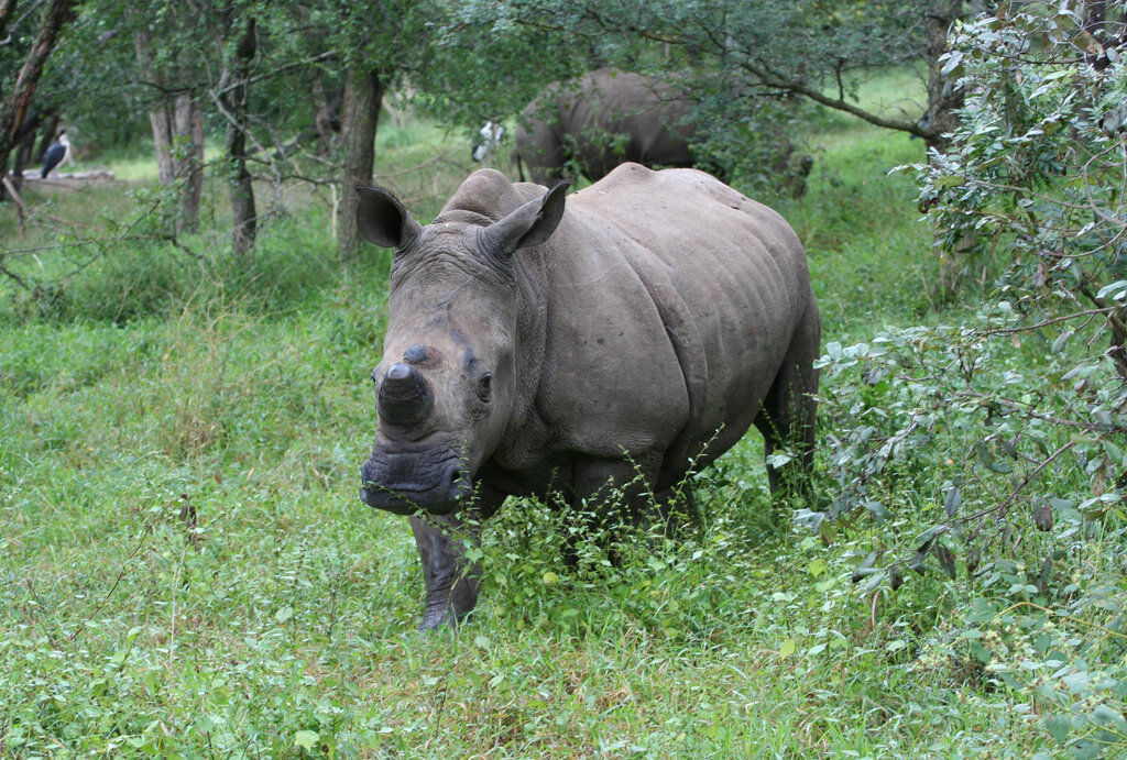 Big Rhinos Need Big Hearts Too