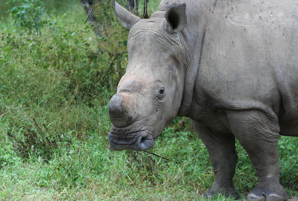 Big Rhinos Need Big Hearts Too