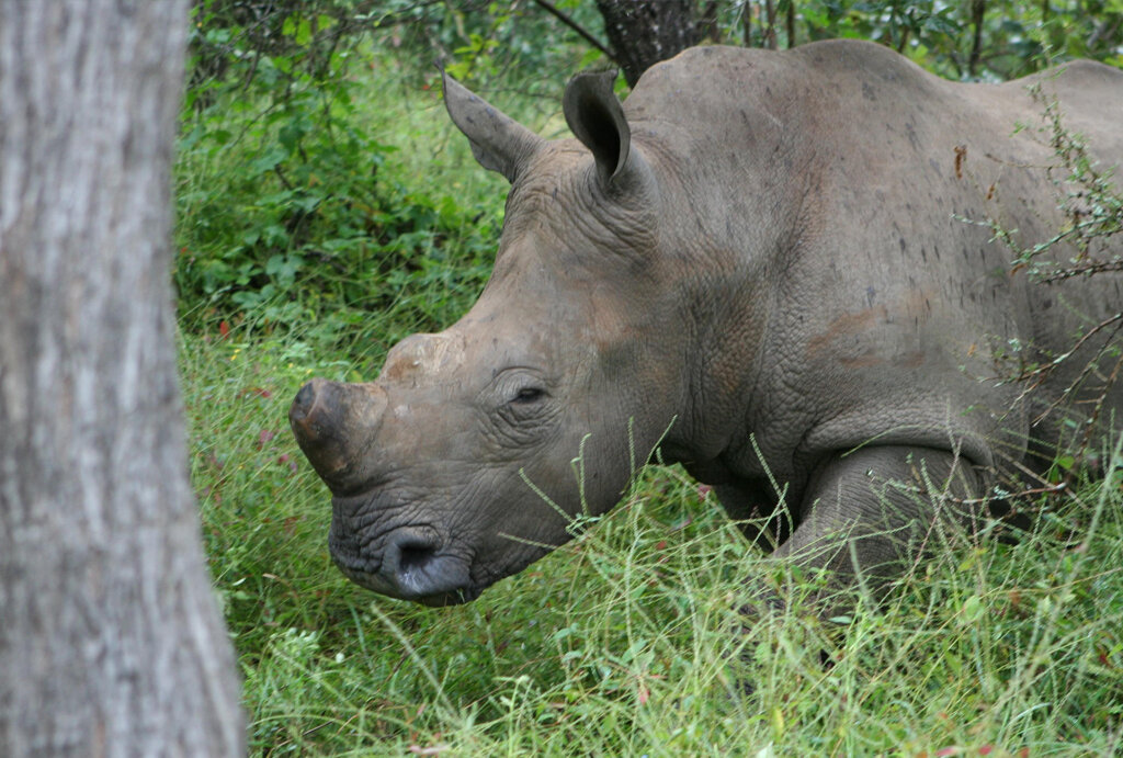 Big Rhinos Need Big Hearts Too